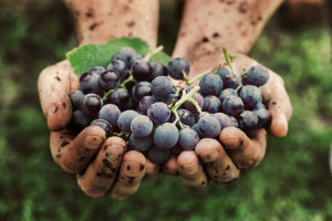 Raisins pour le vin rouge bio