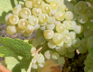 Raisins pour le vin blanc