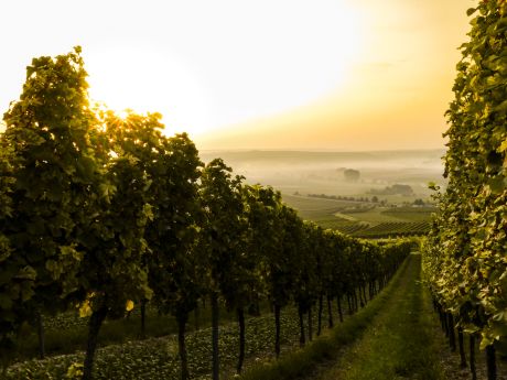Formation culture de la vigne