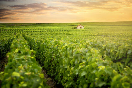 Cours en vins, terroirs et cépages