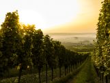 Formation culture de la vigne