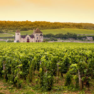 Composition et constitution du vin