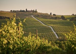Vignes dans le Languedoc