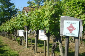 vigne classée