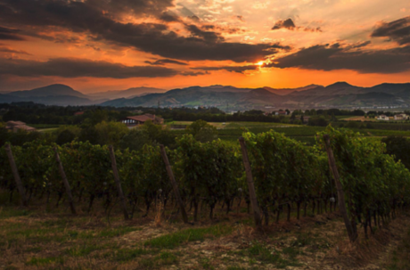 vignes italiennes