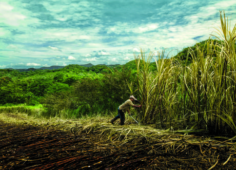 Canne à sucre en Jamaïque pour le rhum