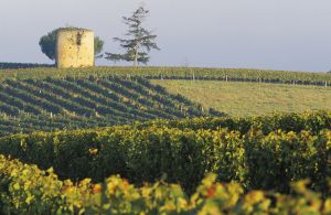 tout commence dans les vignes