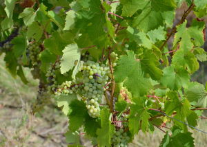 Raisin pour vin blanc chenin