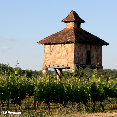 Le cépage malbec